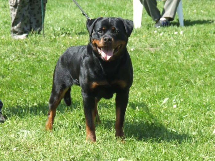 CH. Rica Von der scherau