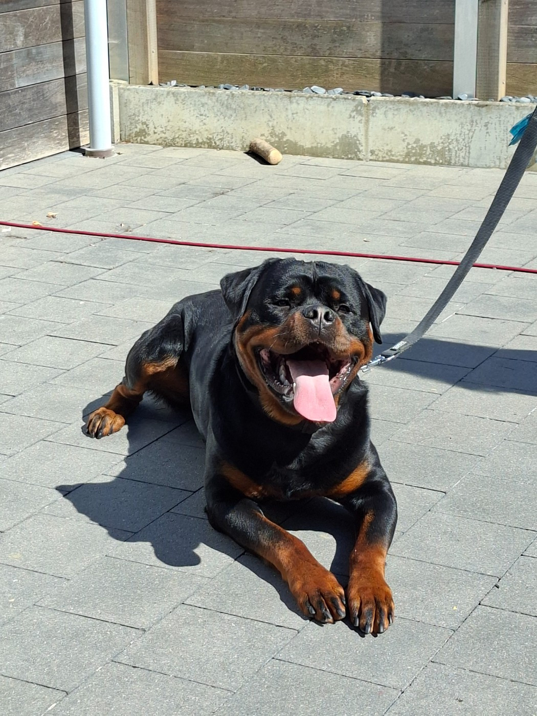 Athos du champ des louves