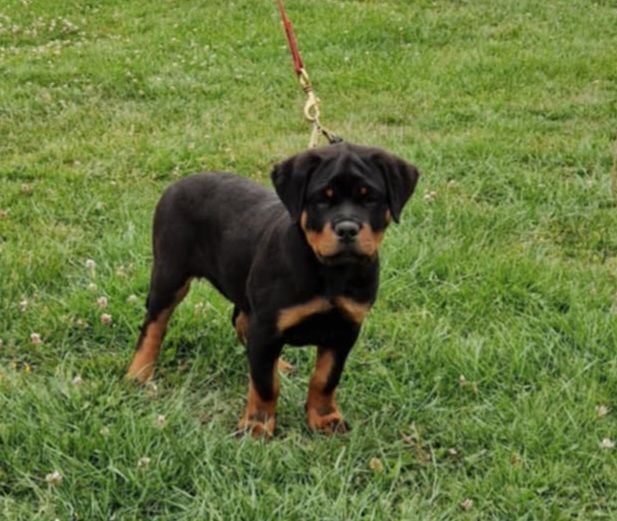 Athos du champ des louves