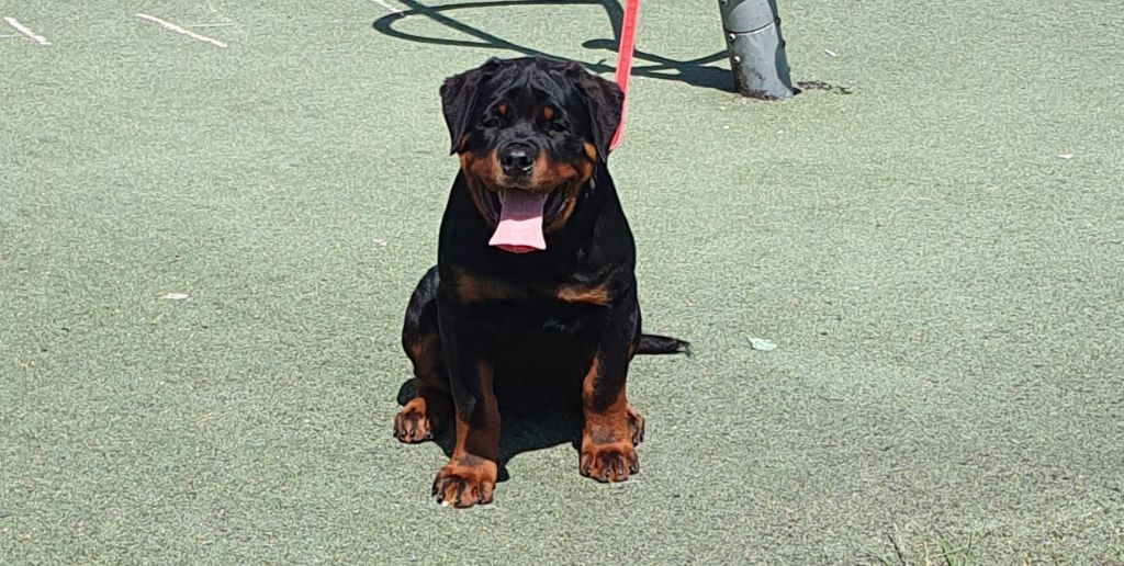 Athos du champ des louves