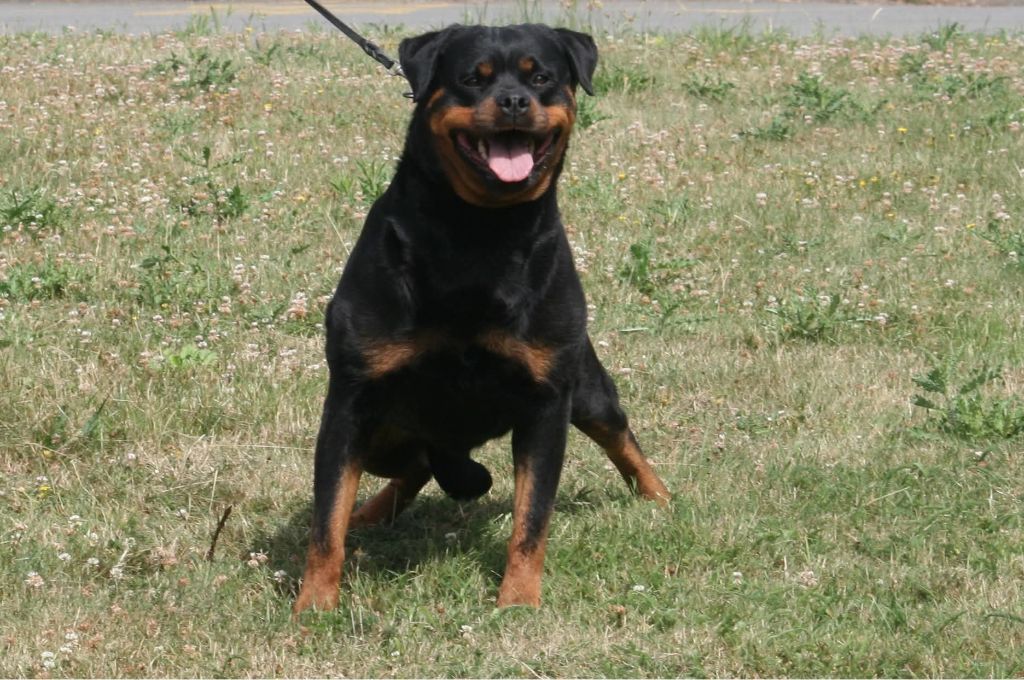 Ricka du champ des louves