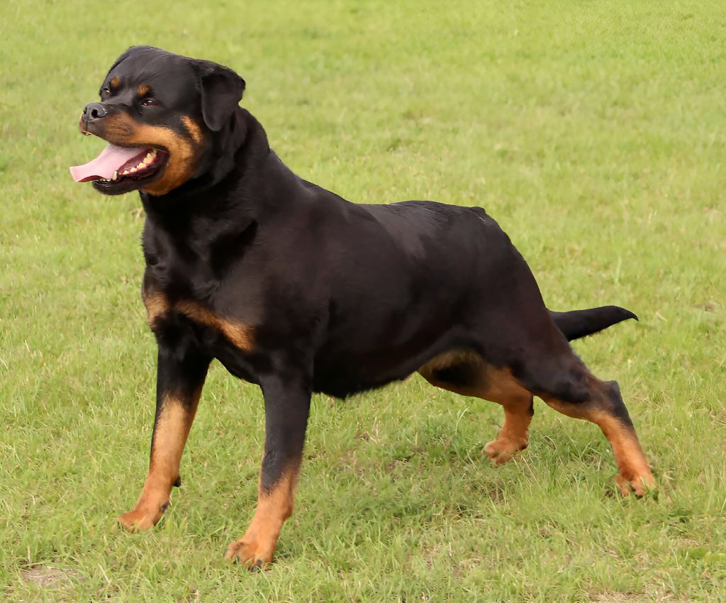 Ricka du champ des louves