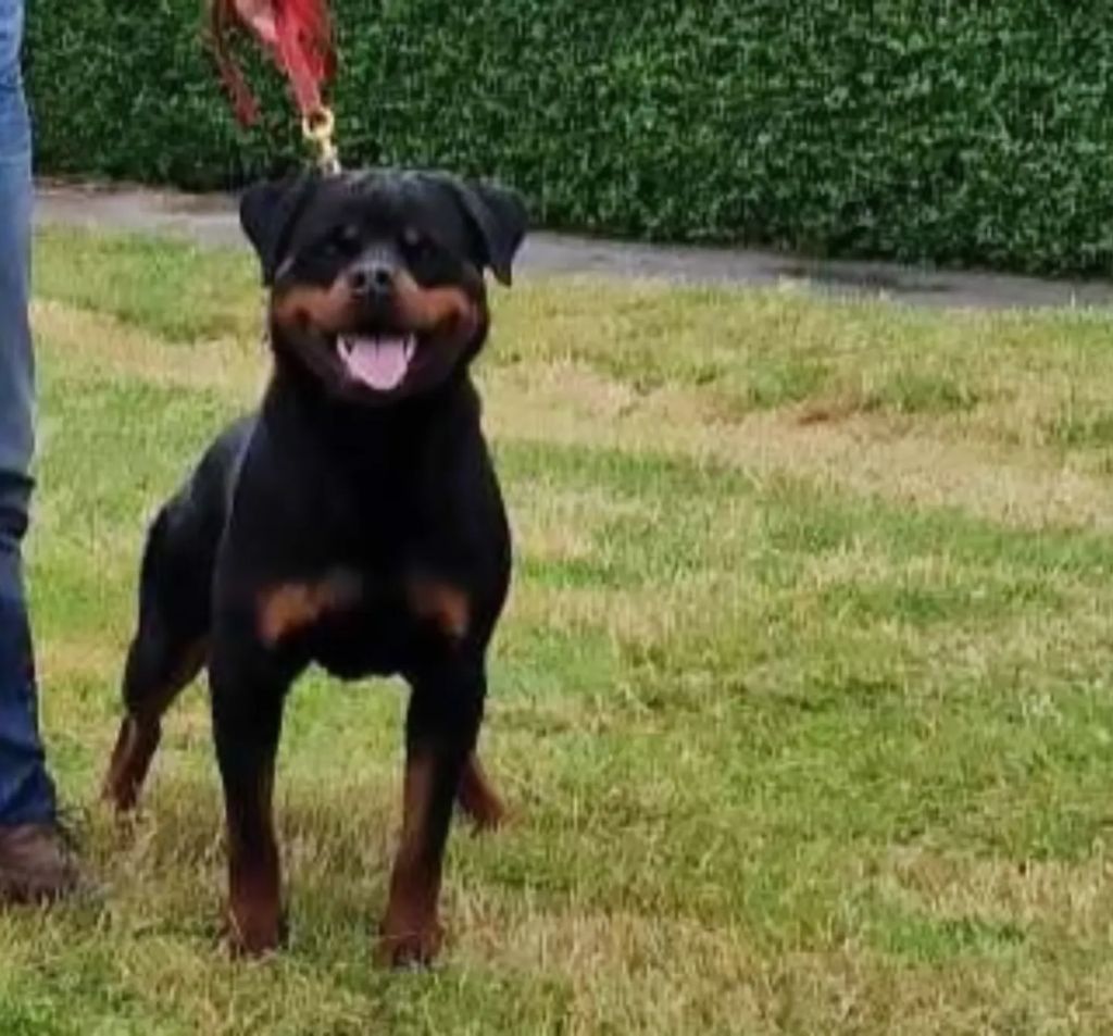 Ulrick du champ des louves