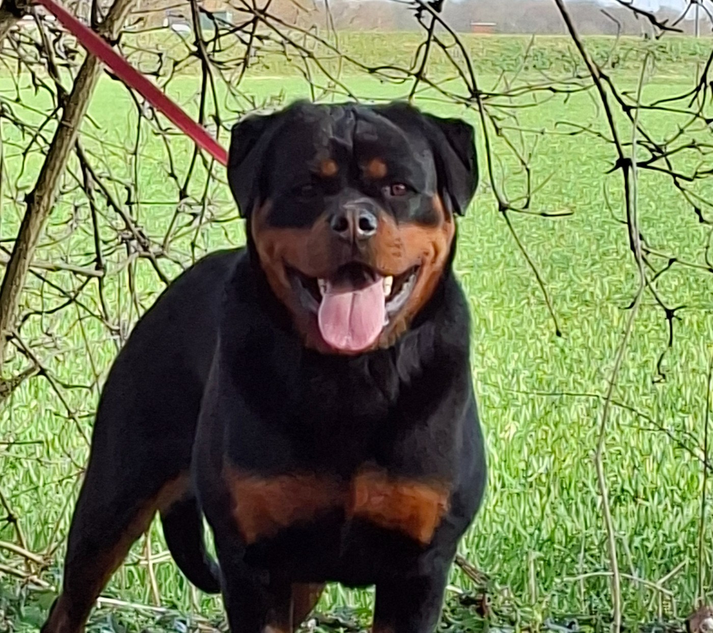 Akina du champ des louves