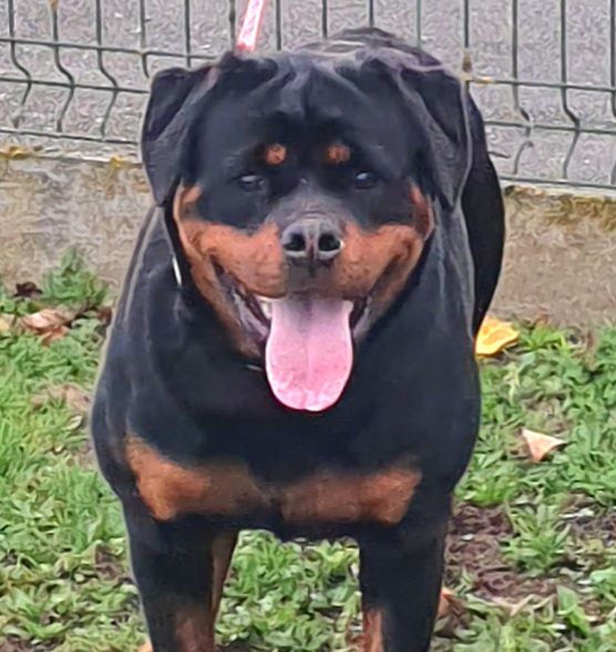 Akina du champ des louves