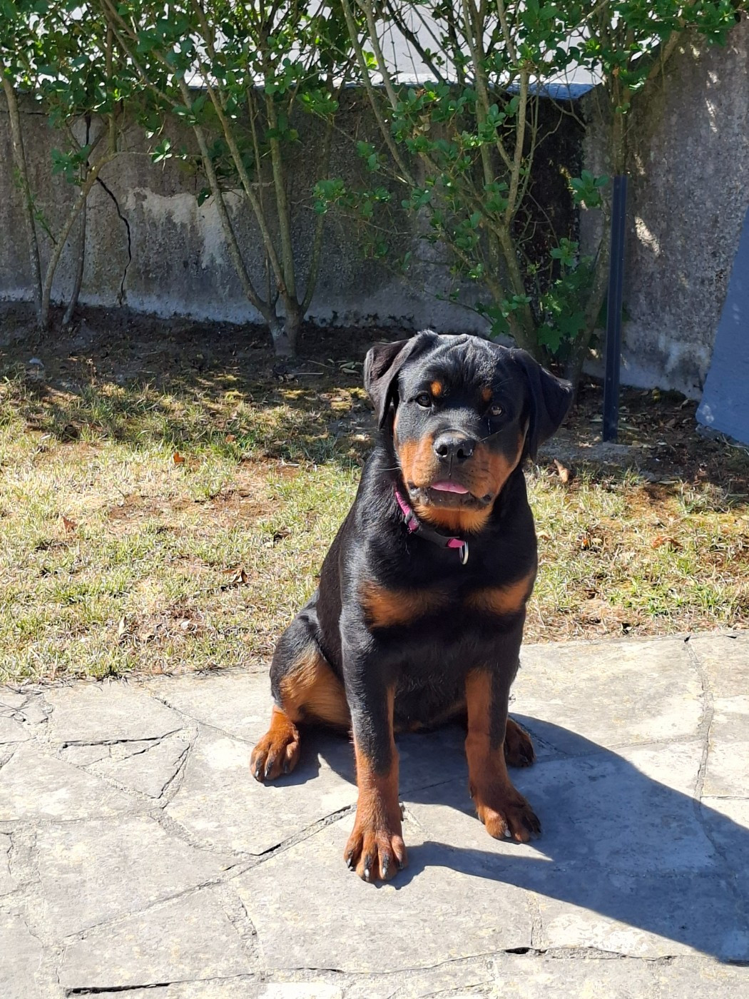 Bonnie du champ des louves