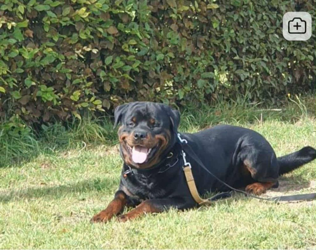 Concours IGP to BG OC Vlaenderen (Belgium)