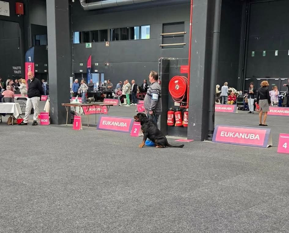 KKV Brabo Show CAC CACIB Antwerp