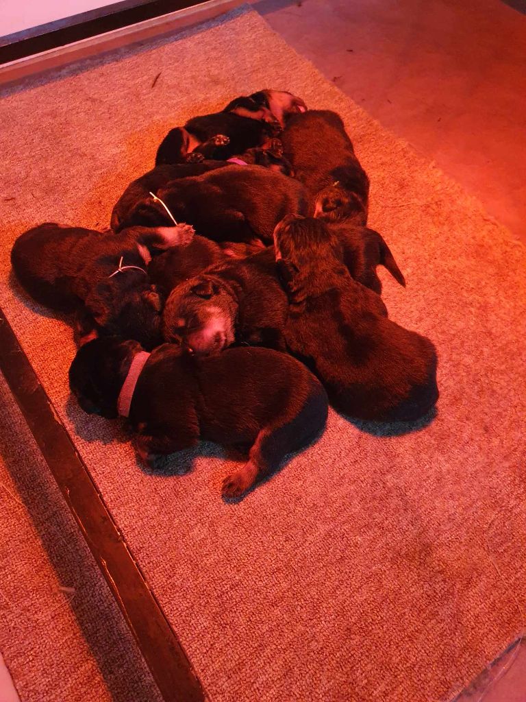 Puppies born February 28.2025