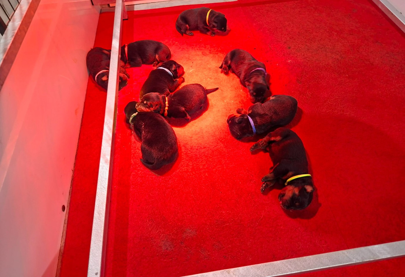 Chiot Rottweiler du champ des louves