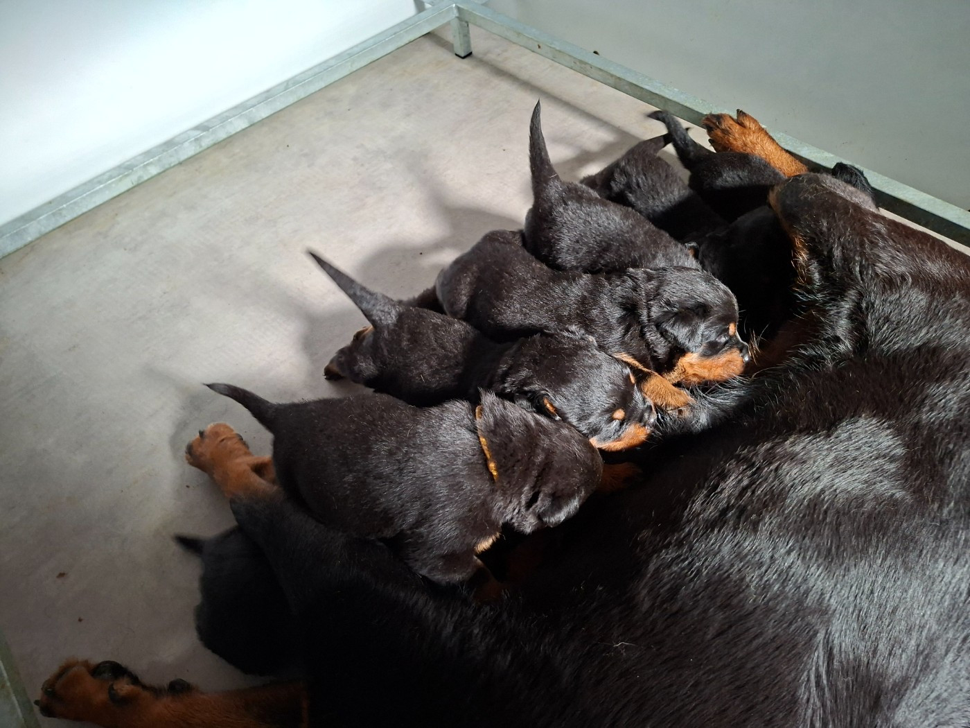 du champ des louves - Rottweiler - Portée née le 14/02/2026