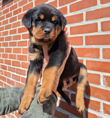 Bella