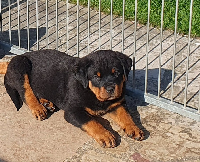 ATHOS
